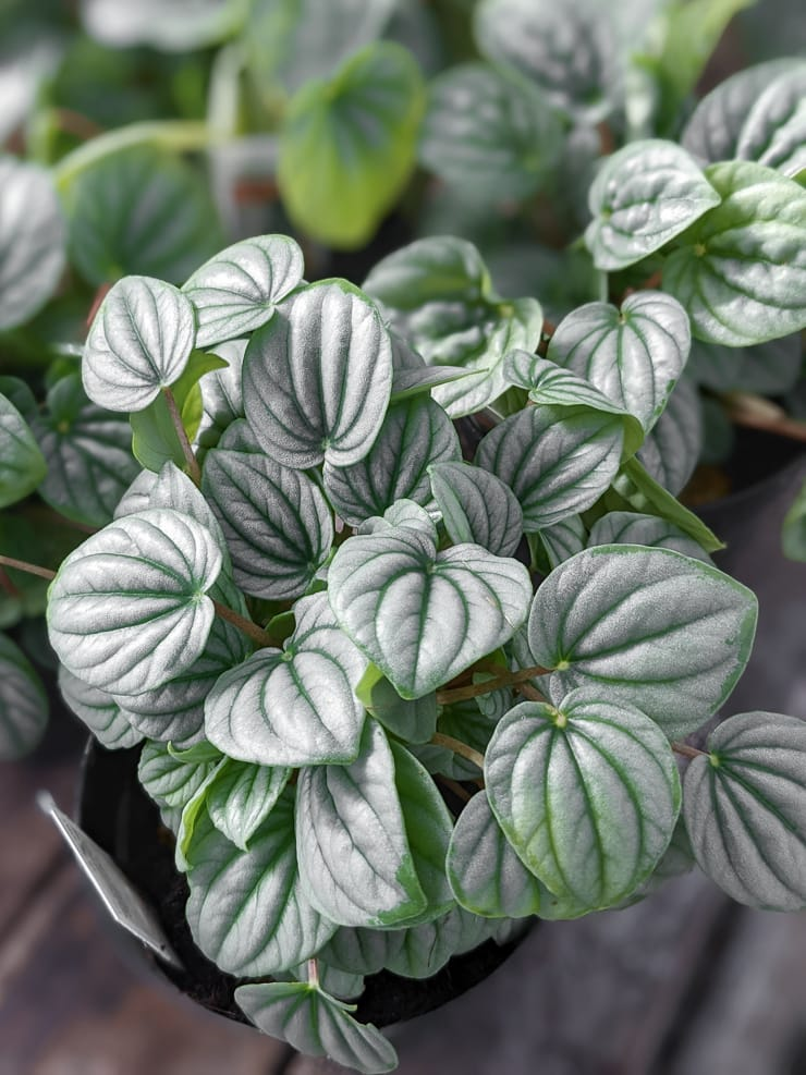 Peperomia Frost - View 14 from www redcrocus com