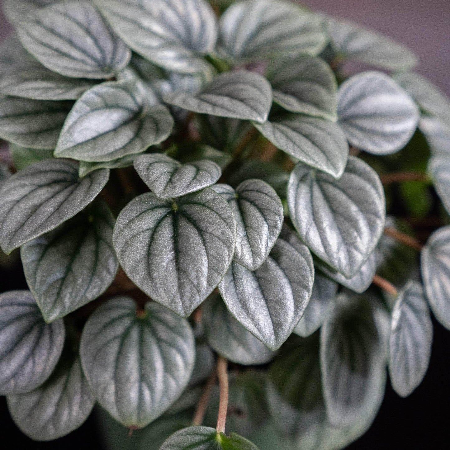 Peperomia Frost - View 15 from www redcrocus com