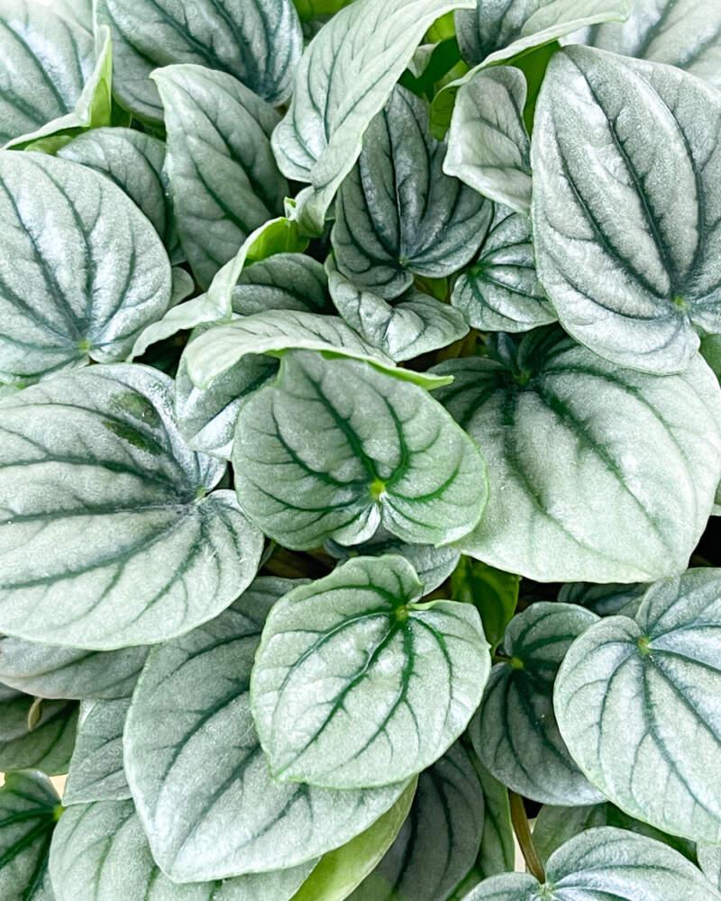 Peperomia Frost - View 16 from www redcrocus com