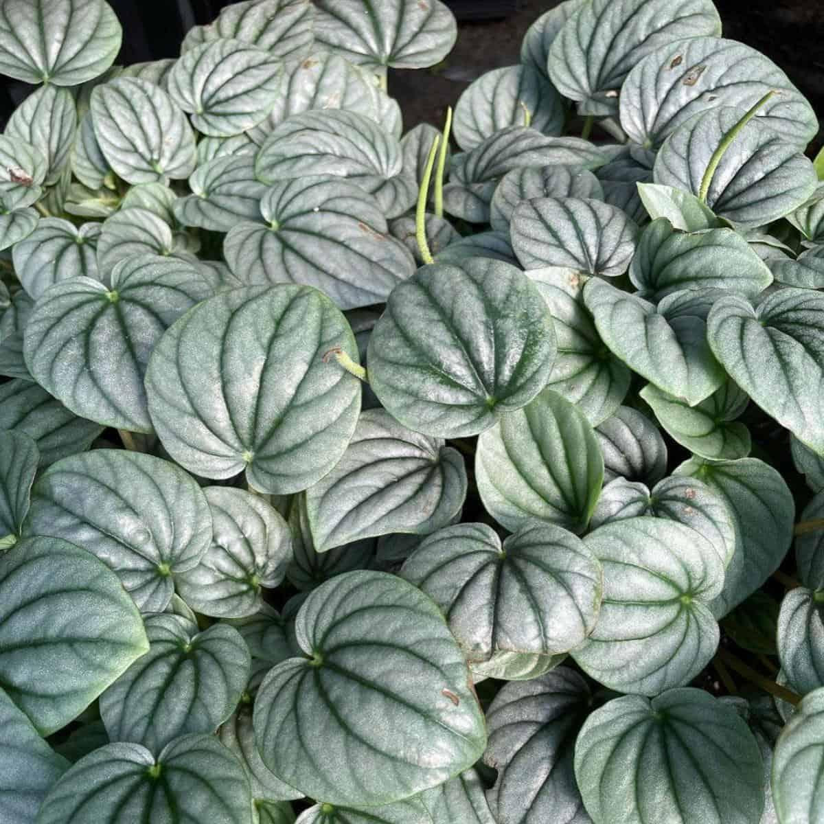 Peperomia Frost - View 17 from www redcrocus com