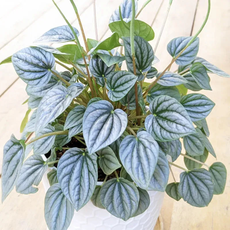Peperomia Frost - View 18 from www redcrocus com