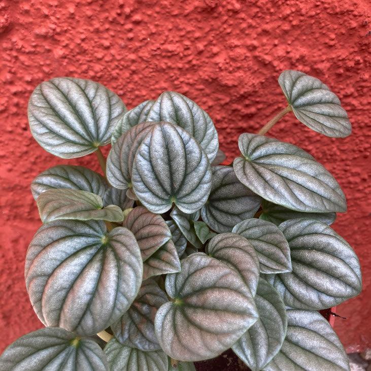 Peperomia Frost - View 19 from www redcrocus com
