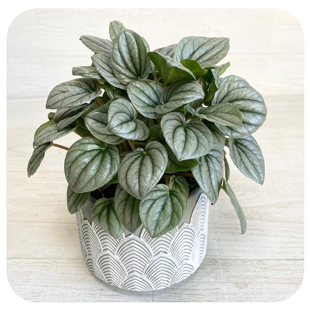 Peperomia Frost - View 2 from www redcrocus com