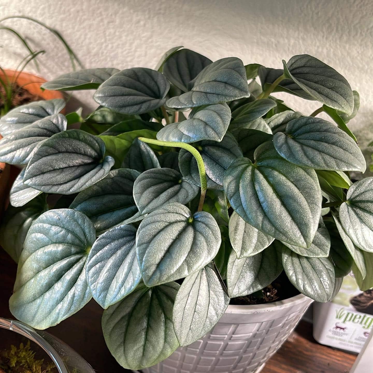 Peperomia Frost - View 3 from www redcrocus com