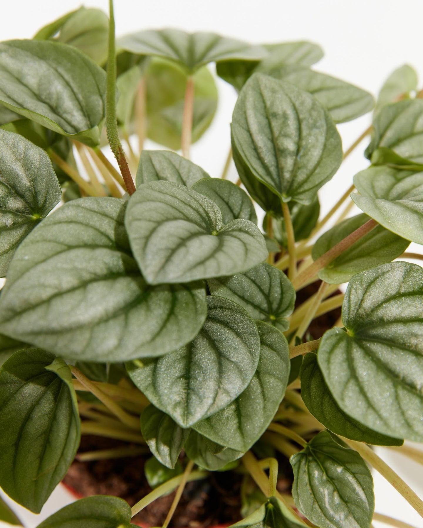 Peperomia Frost - View 4 from www redcrocus com