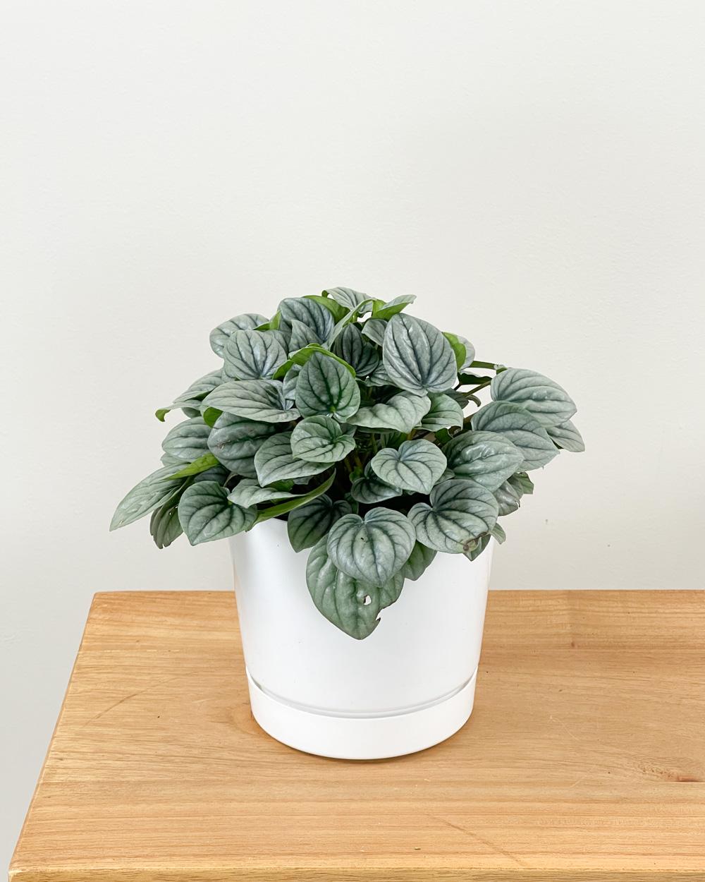 Peperomia Frost - View 5 from www redcrocus com