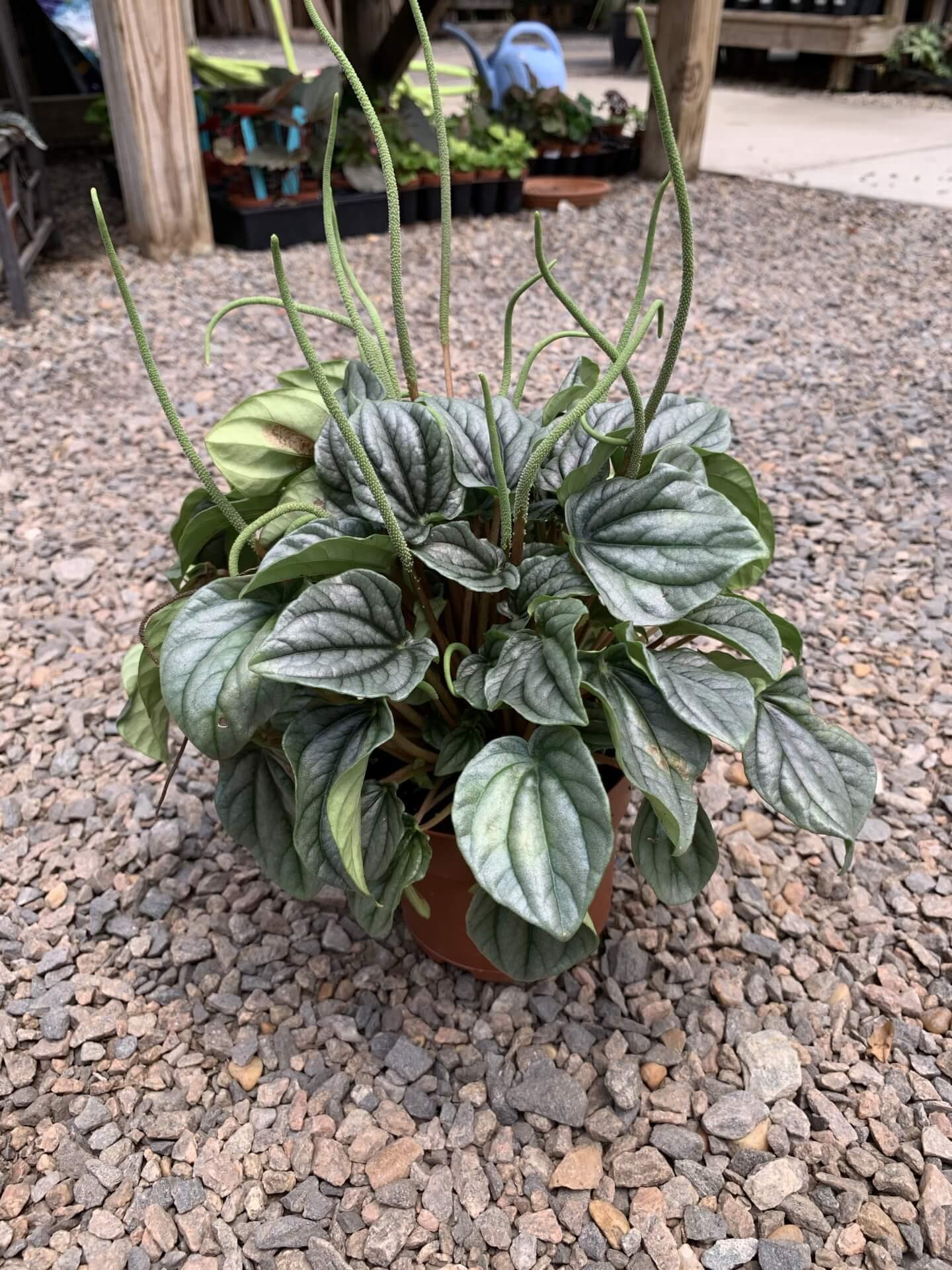 Peperomia Frost - View 6 from www redcrocus com