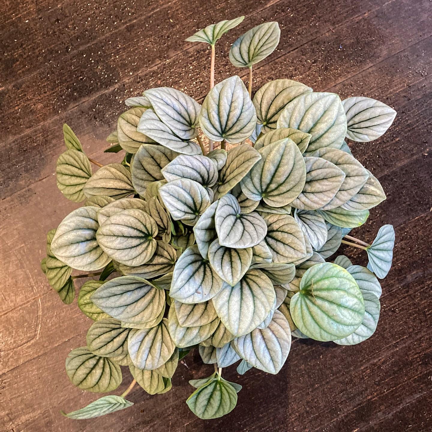 Peperomia Frost - View 7 from www redcrocus com