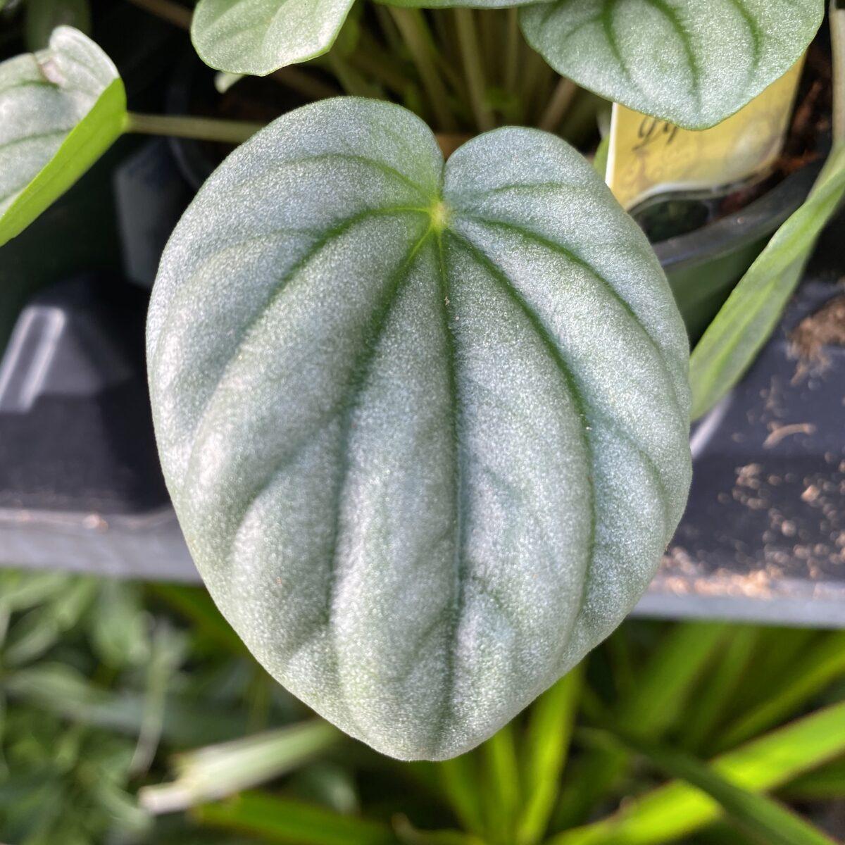 Peperomia Frost - View 8 from www redcrocus com