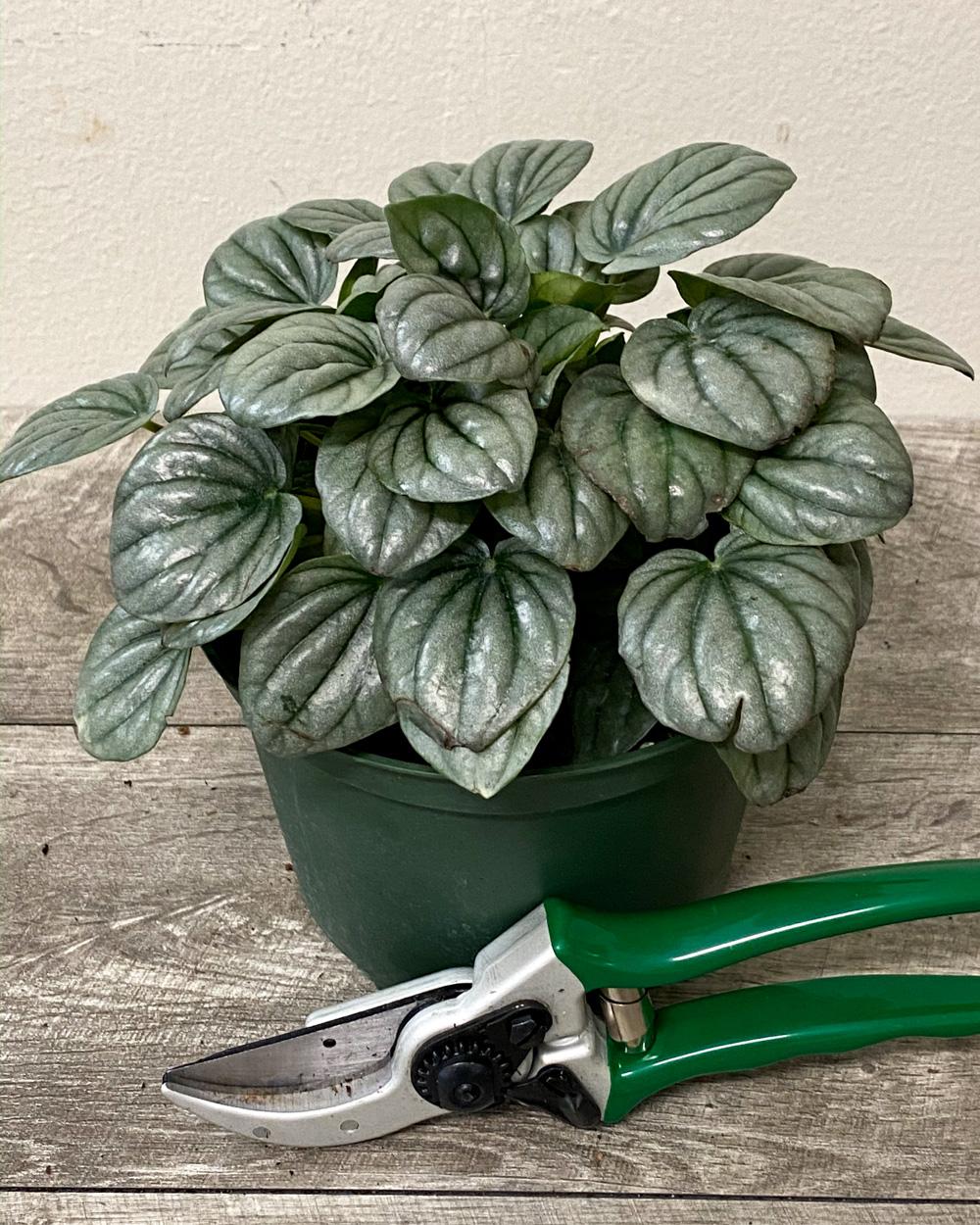 Peperomia Frost - View 9 from www redcrocus com