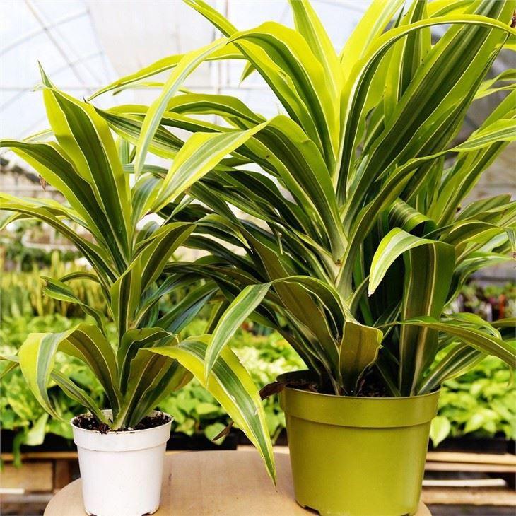 Dracaena Deremensis Lemon Lime Cane - View 14 from www redcrocus com