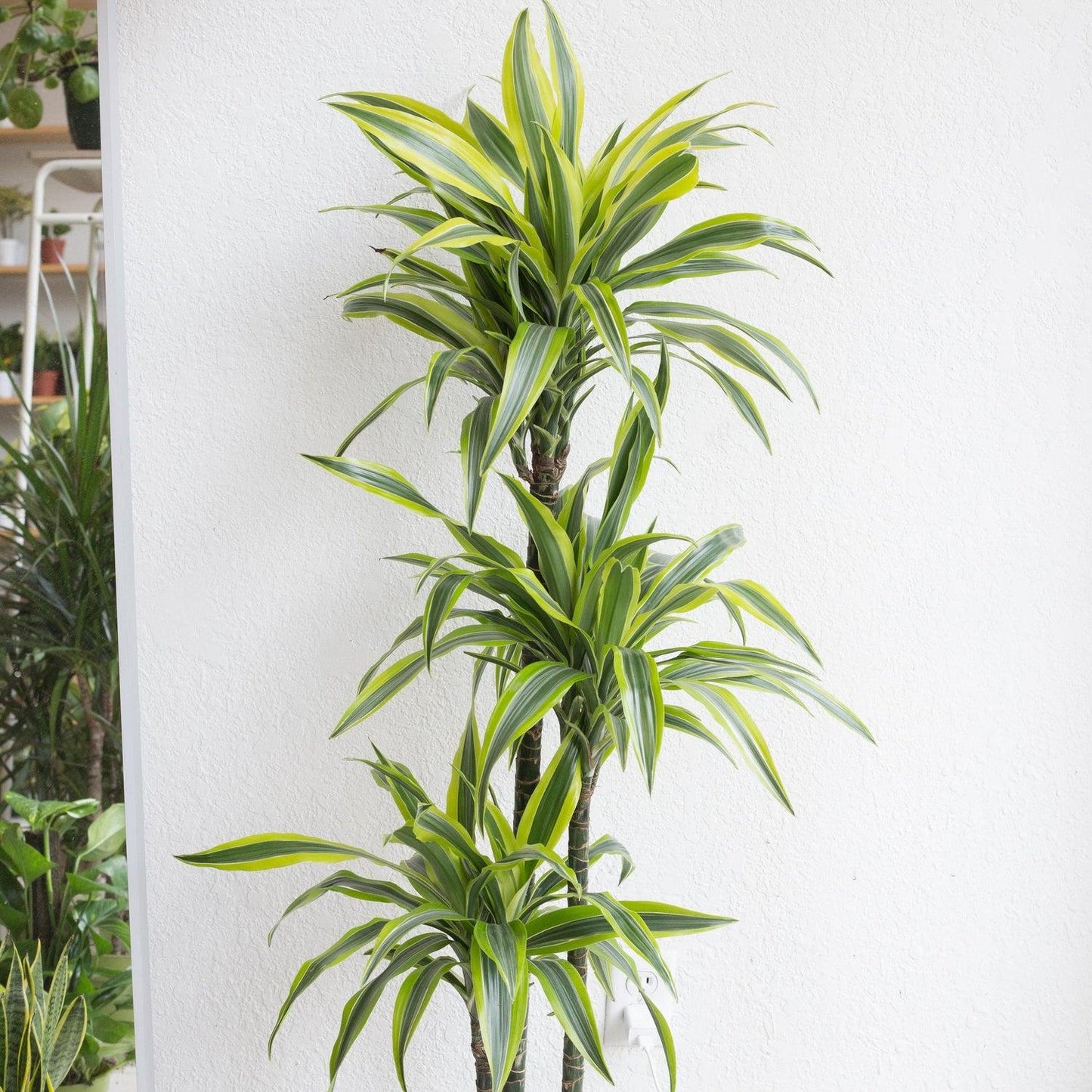 Dracaena Deremensis Lemon Lime Cane - View 9 from www redcrocus com