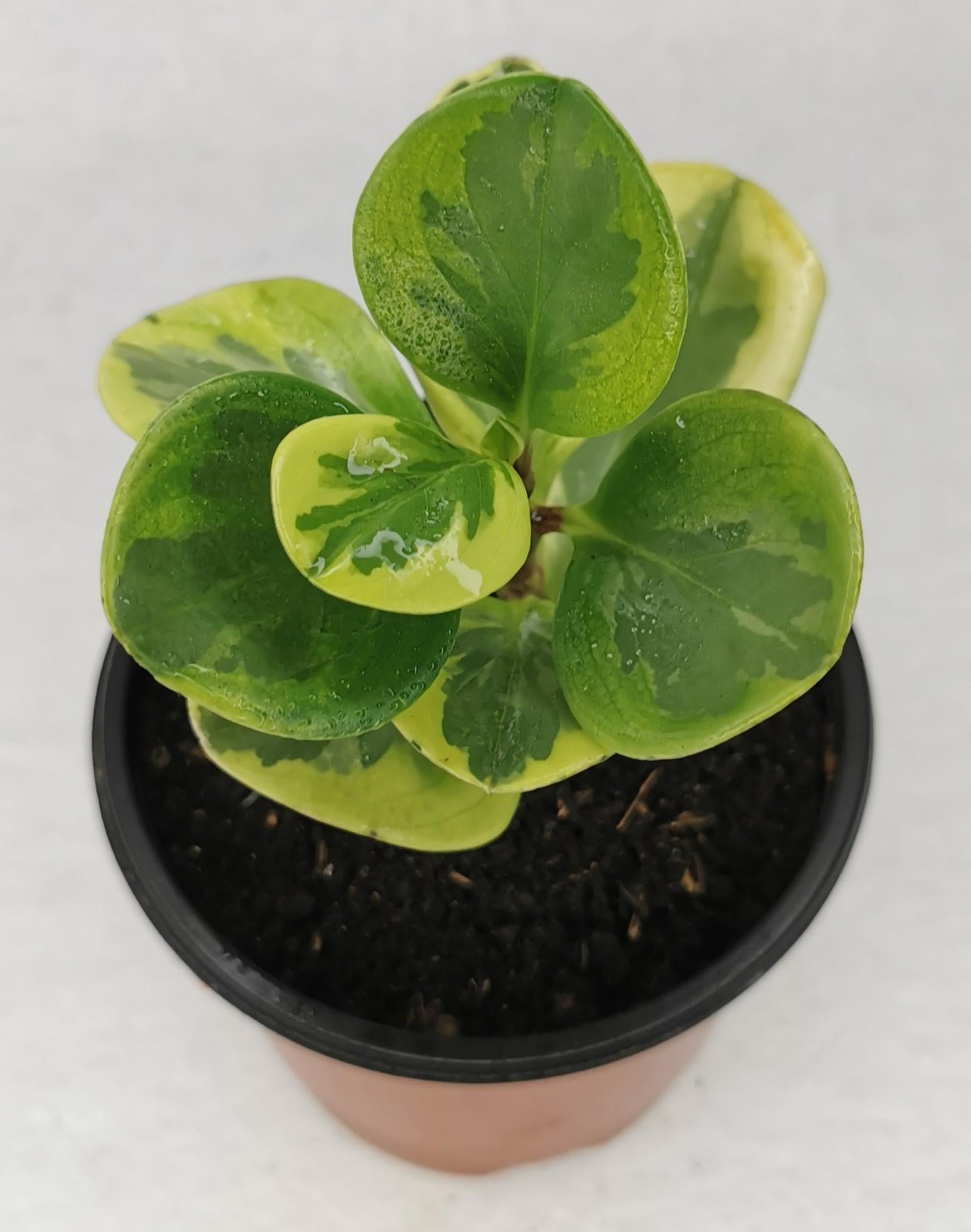 Peperomia Obtusifolia Variegata - View 10 from www redcrocus com