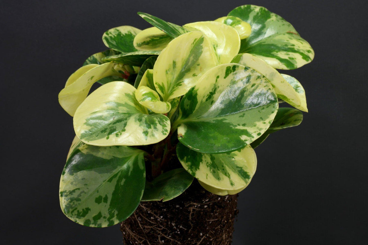 Peperomia Obtusifolia Variegata - View 11 from www redcrocus com