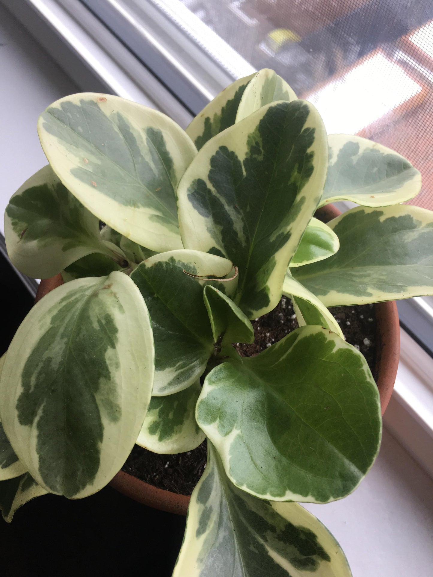 Peperomia Obtusifolia Variegata - View 12 from www redcrocus com