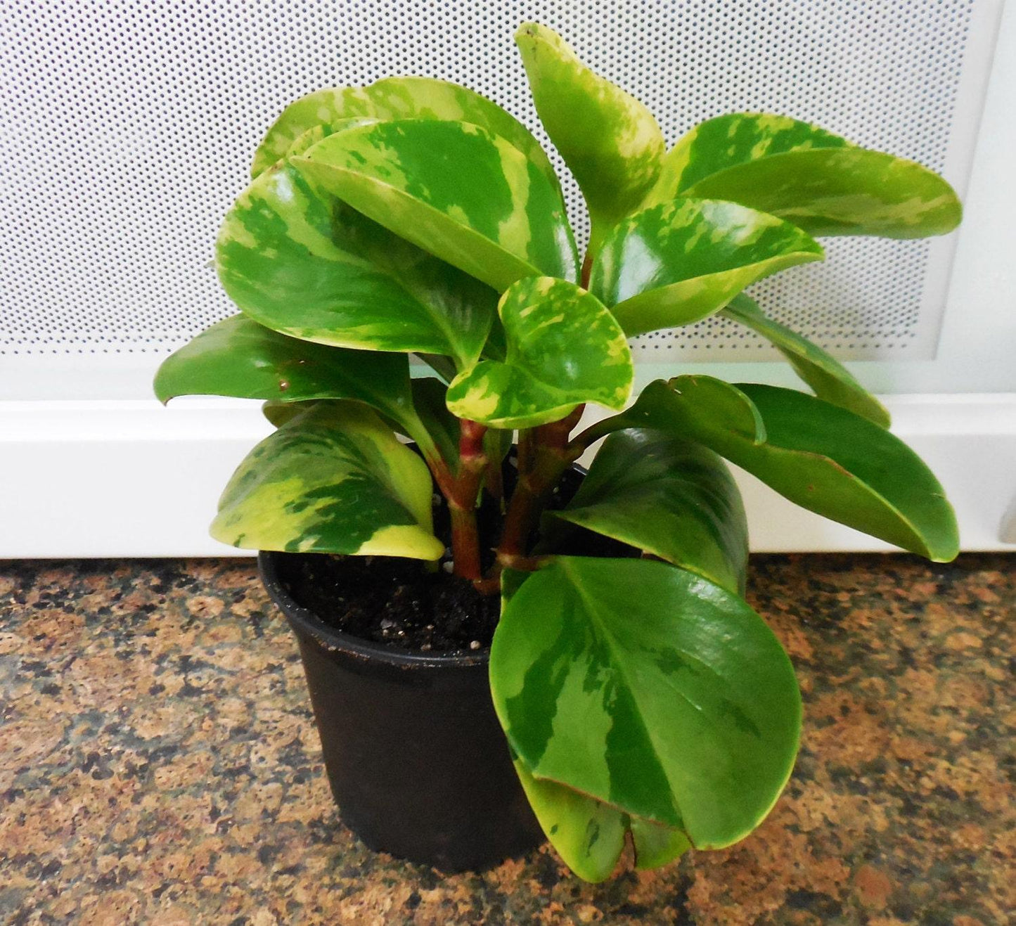 Peperomia Obtusifolia Variegata - View 13 from www redcrocus com