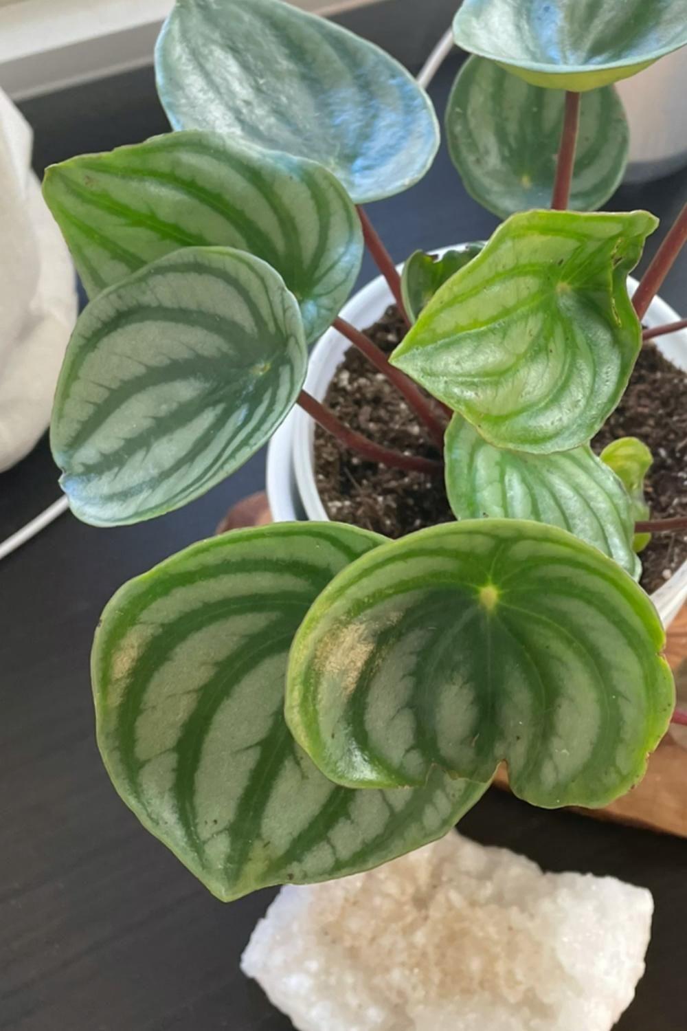 Peperomia Obtusifolia Variegata - View 14 from www redcrocus com