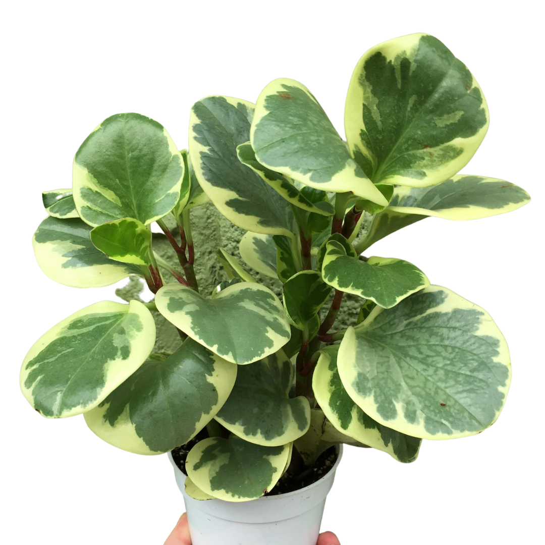 Peperomia Obtusifolia Variegata - View 14 from www redcrocus com