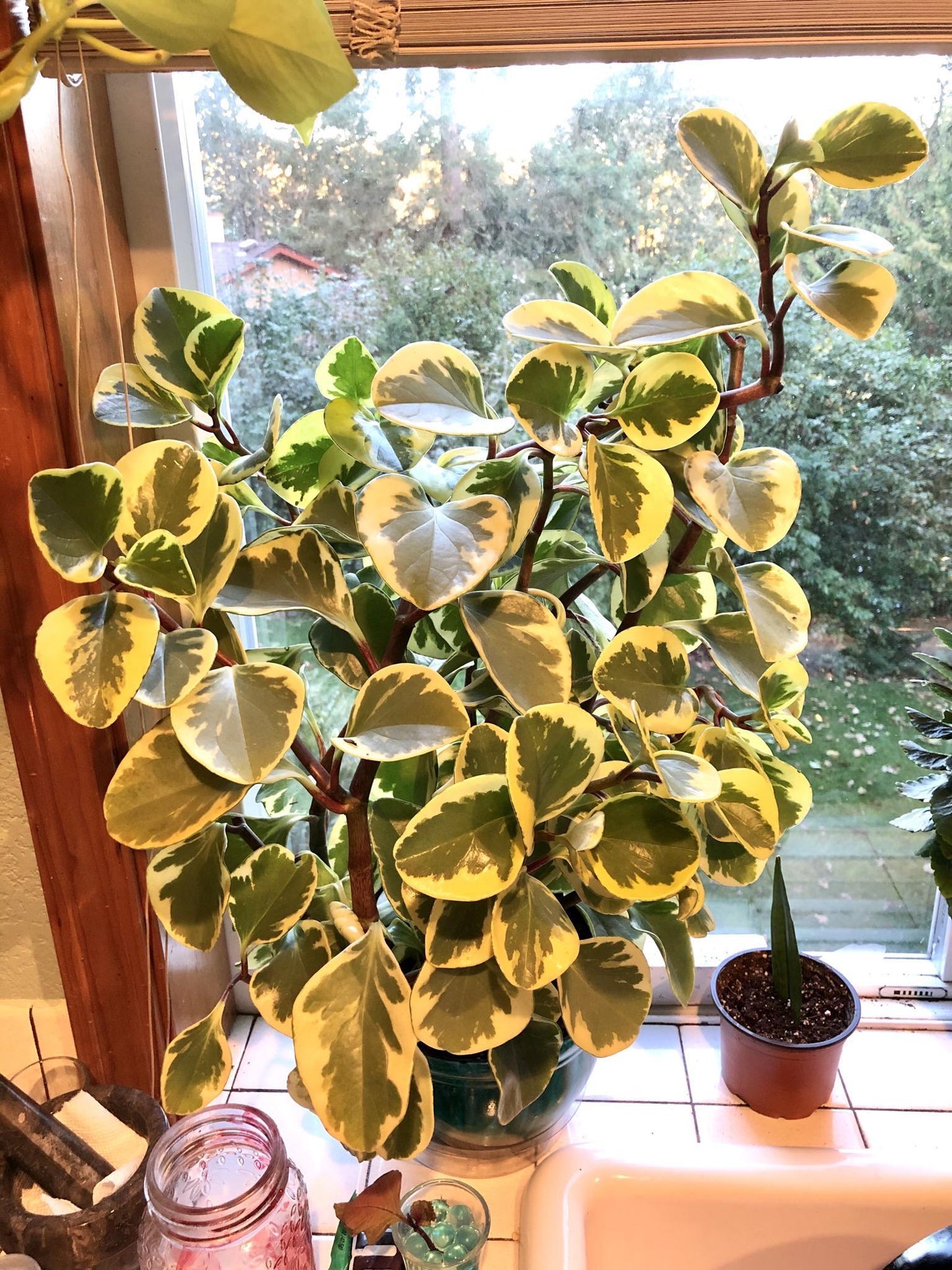 Peperomia Obtusifolia Variegata - View 15 from www redcrocus com