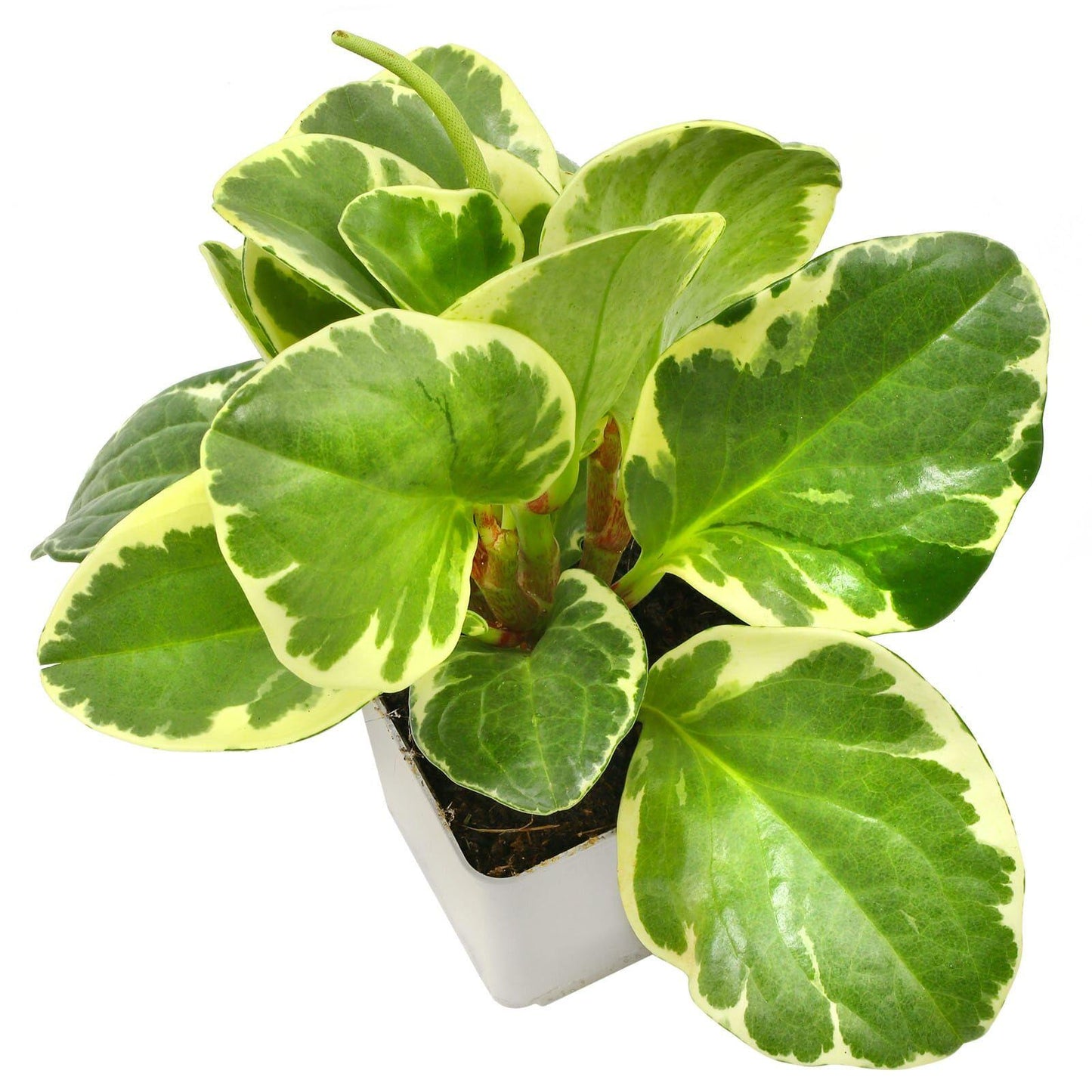 Peperomia Obtusifolia Variegata - View 16 from www redcrocus com