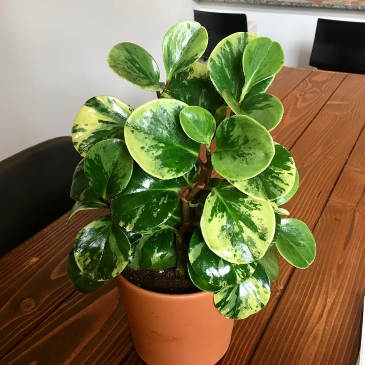 Peperomia Obtusifolia Variegata - View 17 from www redcrocus com