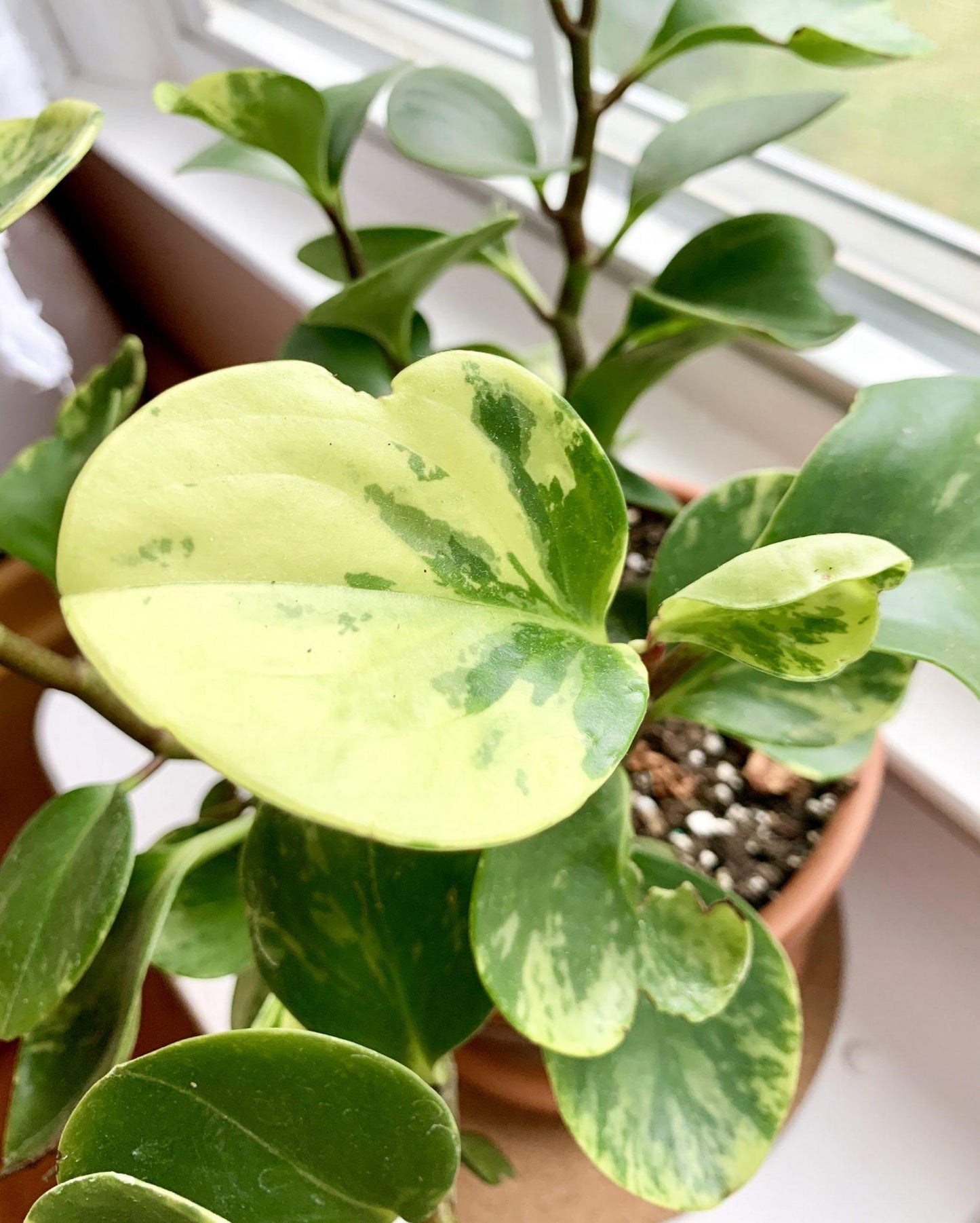 Peperomia Obtusifolia Variegata - View 18 from www redcrocus com