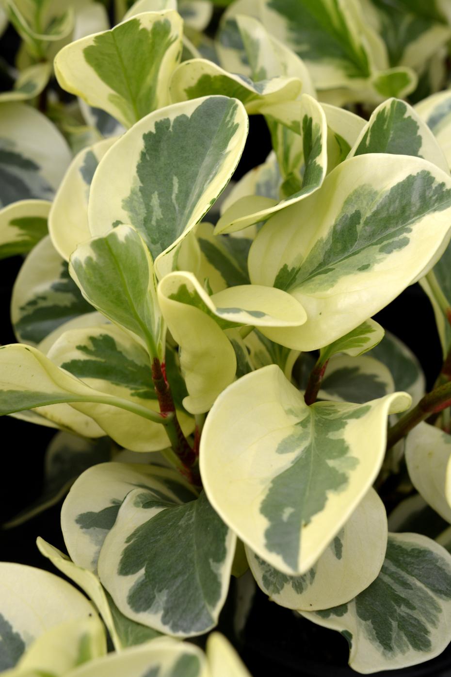Peperomia Obtusifolia Variegata - View 2 from www redcrocus com