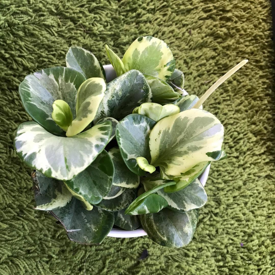 Peperomia Obtusifolia Variegata - View 4 from www redcrocus com