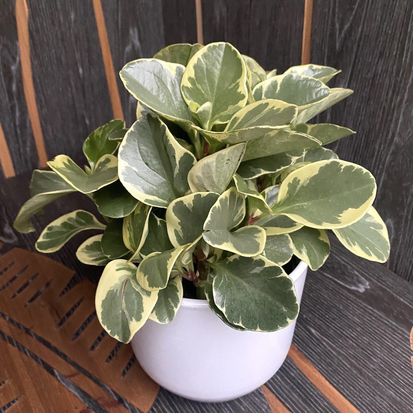 Peperomia Obtusifolia Variegata - View 5 from www redcrocus com