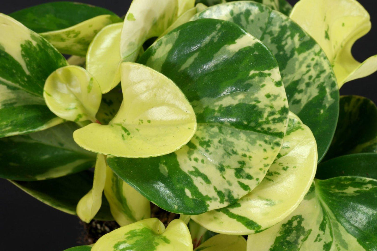 Peperomia Obtusifolia Variegata - View 6 from www redcrocus com