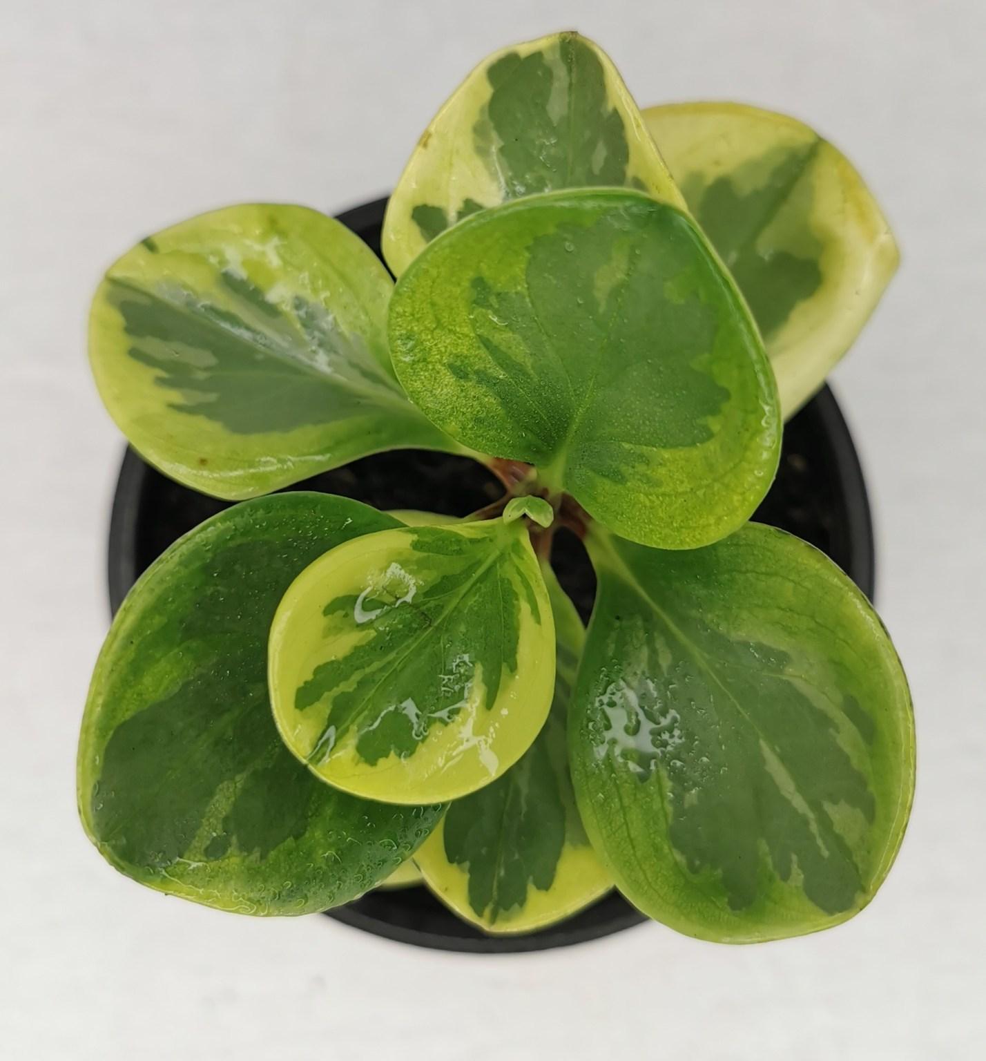 Peperomia Obtusifolia Variegata - View 7 from www redcrocus com
