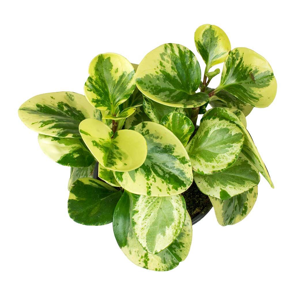 Peperomia Obtusifolia Variegata - View 9 from www redcrocus com
