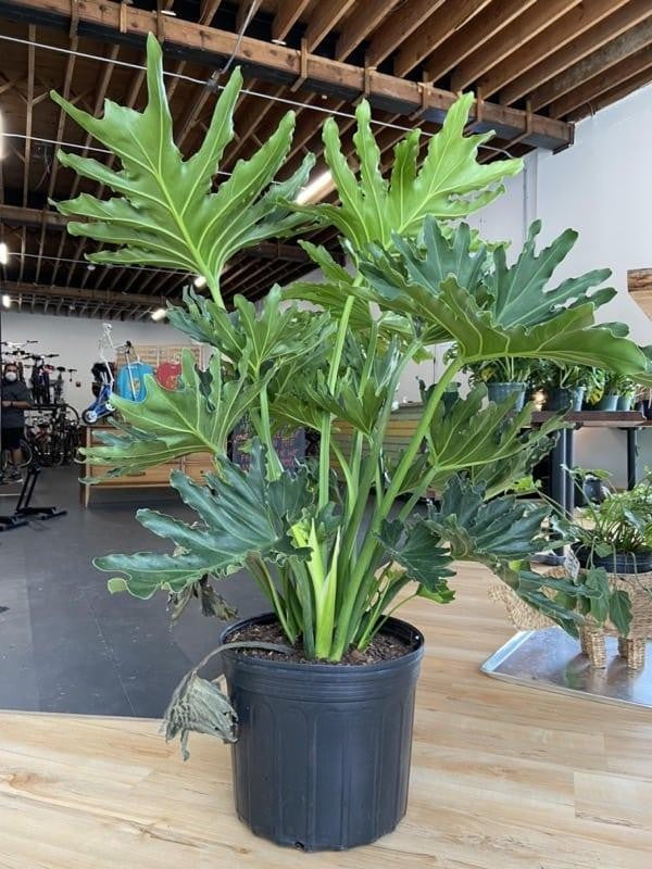 Philodendron Hope - View 10 from www redcrocus com