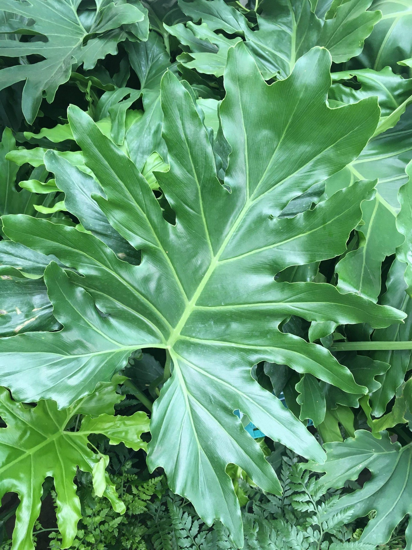 Philodendron Hope - View 11 from www redcrocus com
