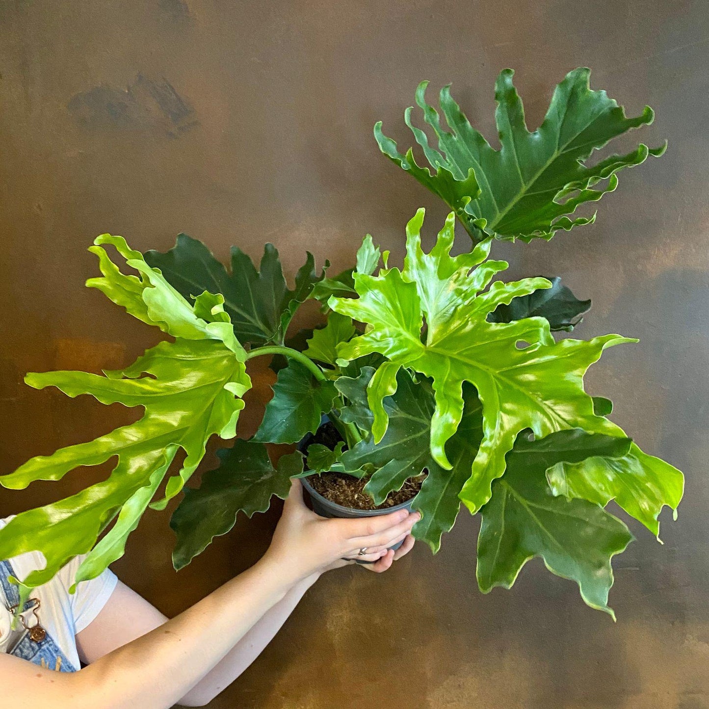 Philodendron Hope - View 12 from www redcrocus com