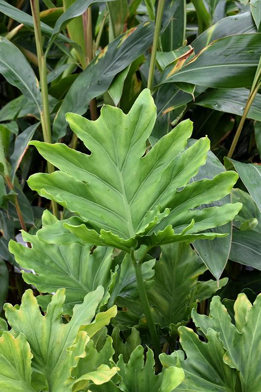 Philodendron Hope - View 14 from www redcrocus com