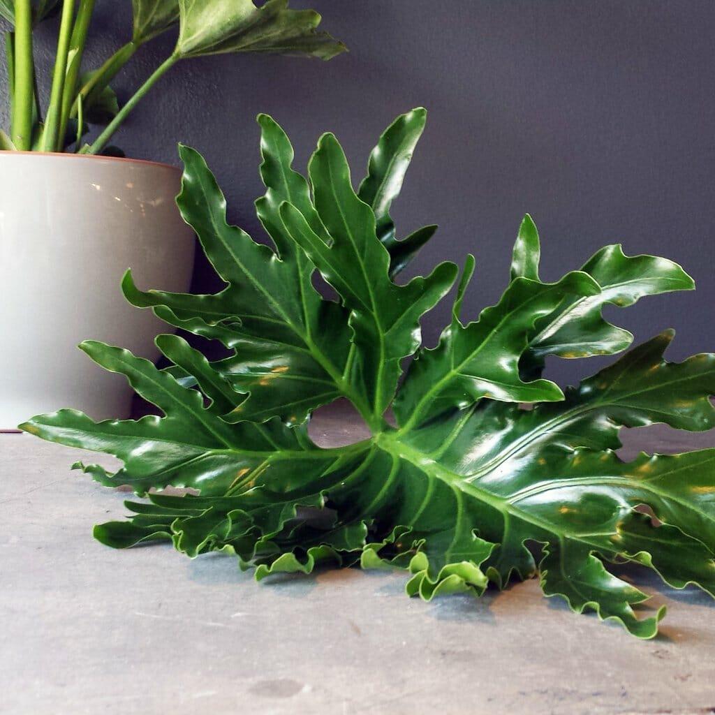 Philodendron Hope - View 15 from www redcrocus com