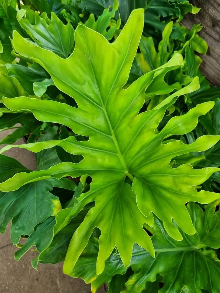 Philodendron Hope - View 16 from www redcrocus com