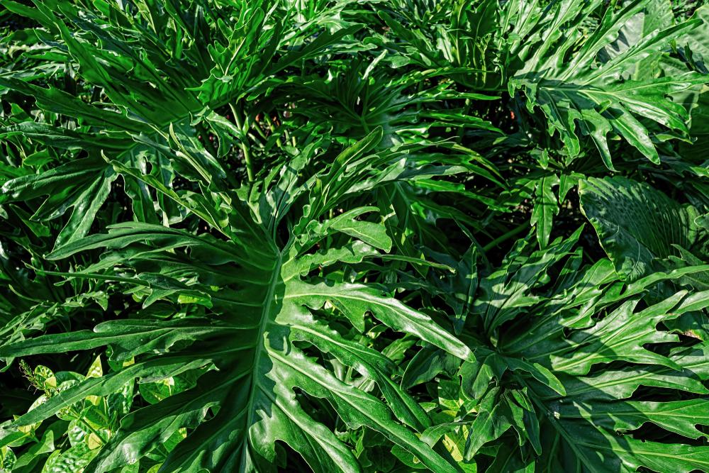Philodendron Hope - View 17 from www redcrocus com