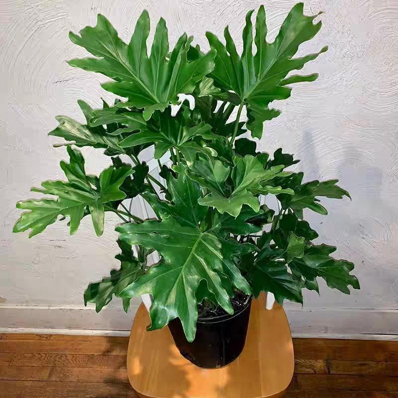 Philodendron Hope - View 18 from www redcrocus com