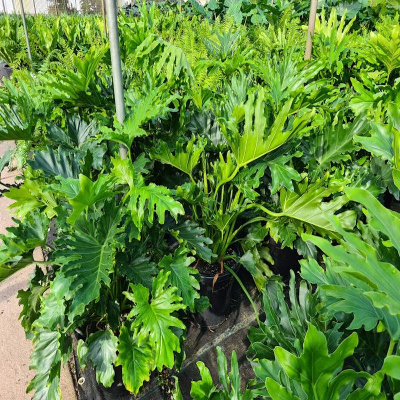 Philodendron Hope - View 19 from www redcrocus com