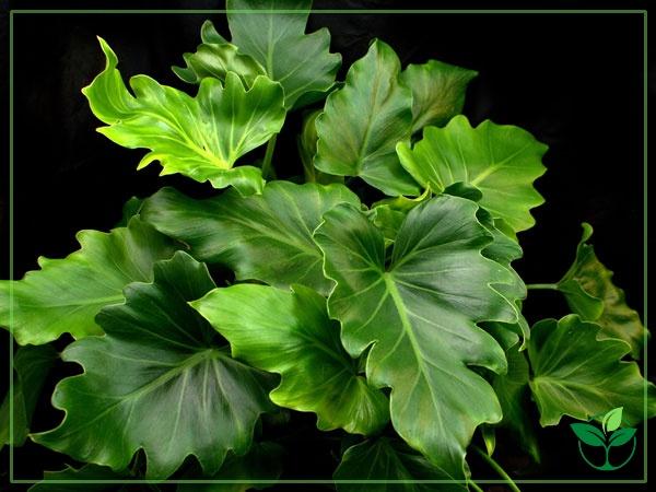 Philodendron Hope - View 1 from www redcrocus com