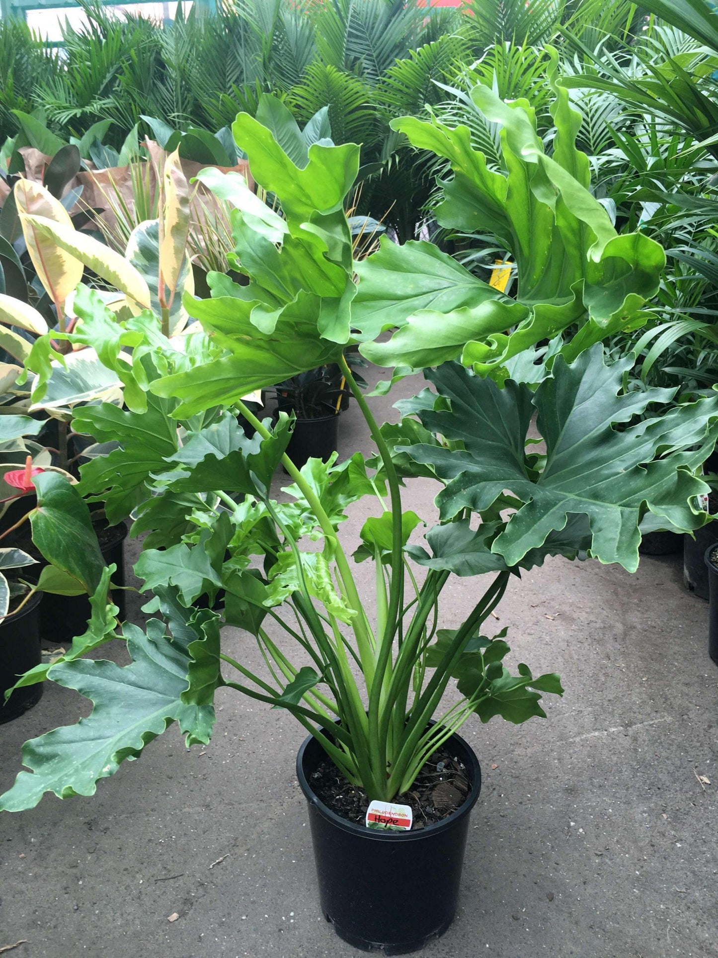 Philodendron Hope - View 2 from www redcrocus com
