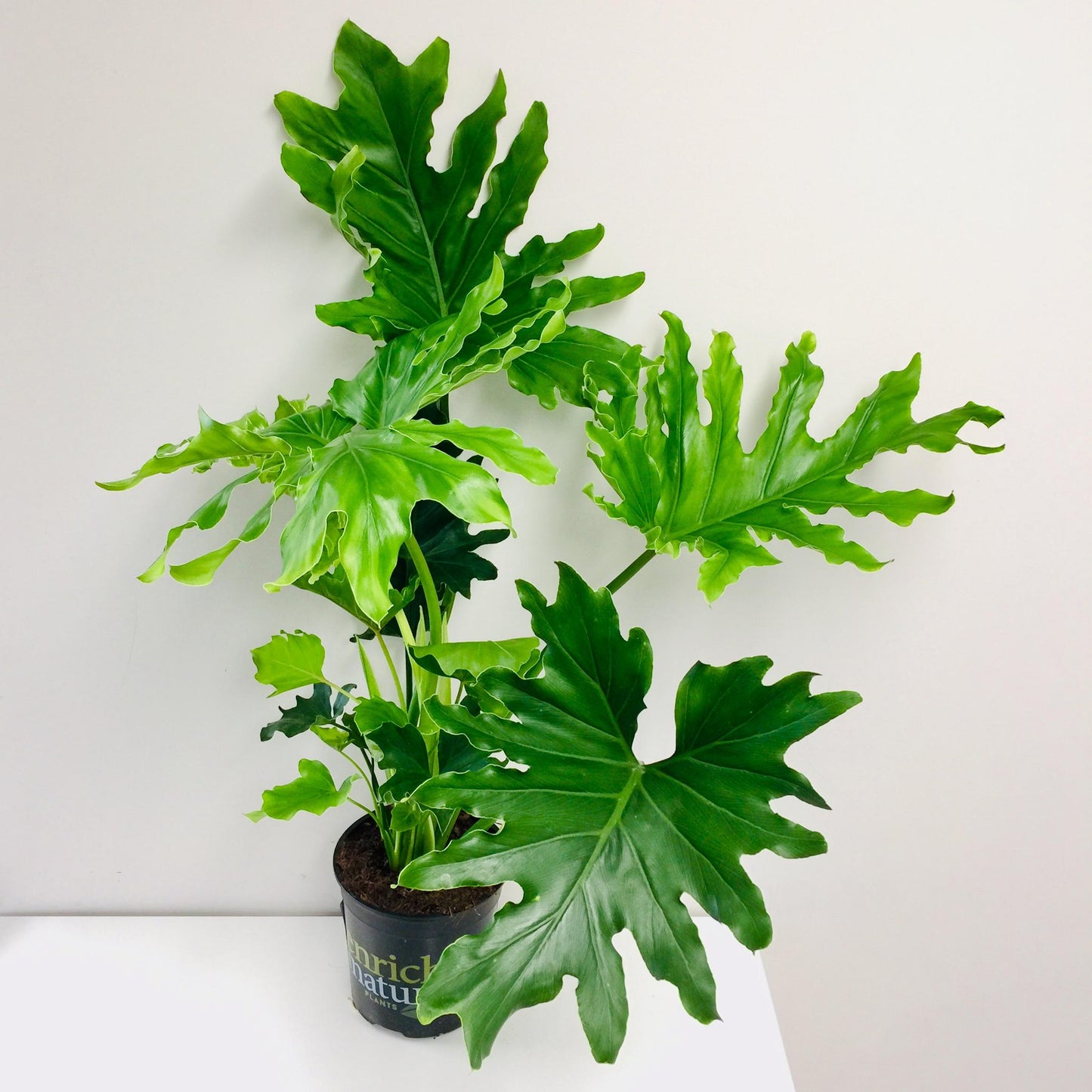 Philodendron Hope - View 4 from www redcrocus com