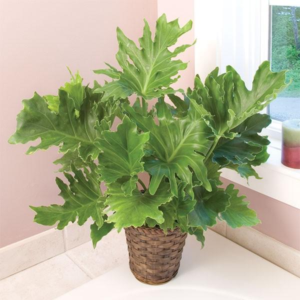 Philodendron Hope - View 6 from www redcrocus com