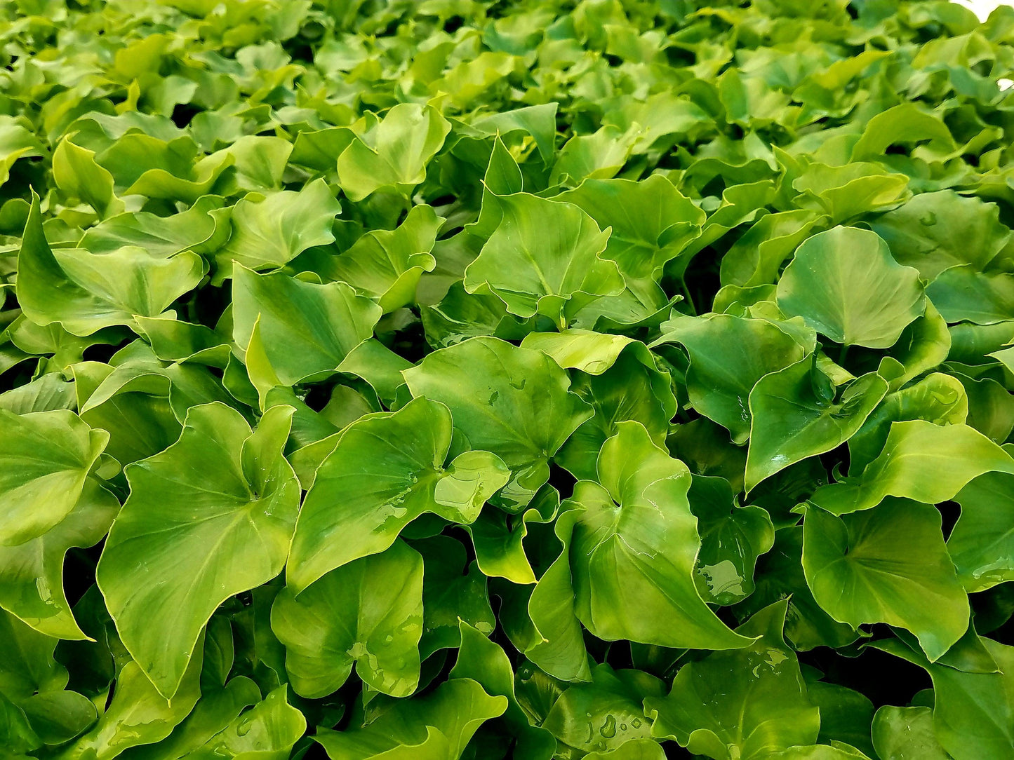 Philodendron Hope - View 7 from www redcrocus com