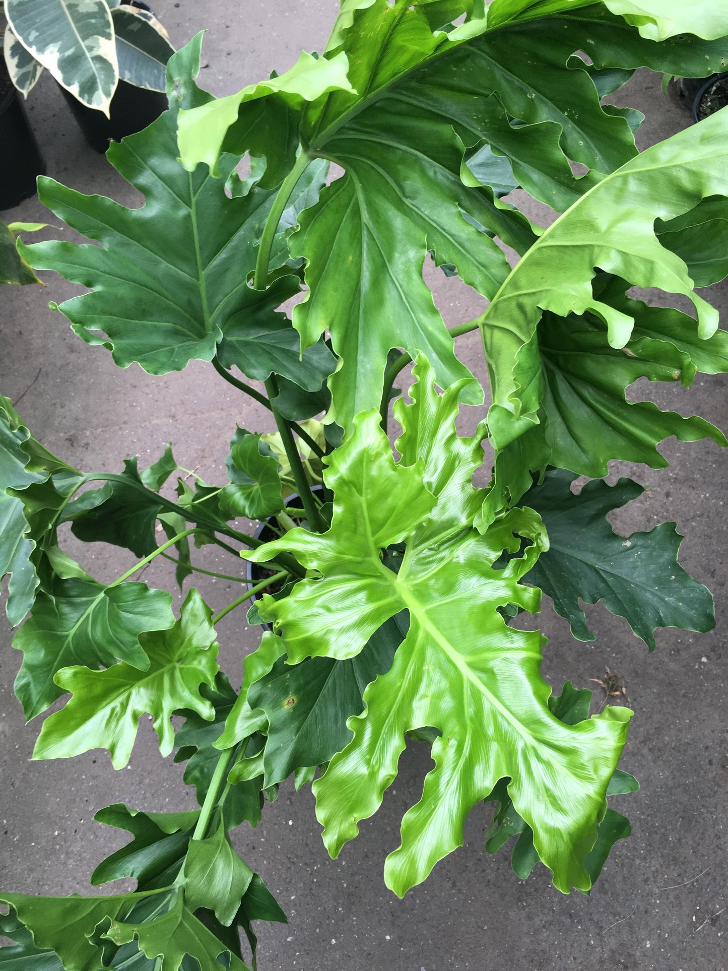 Philodendron Hope - View 8 from www redcrocus com