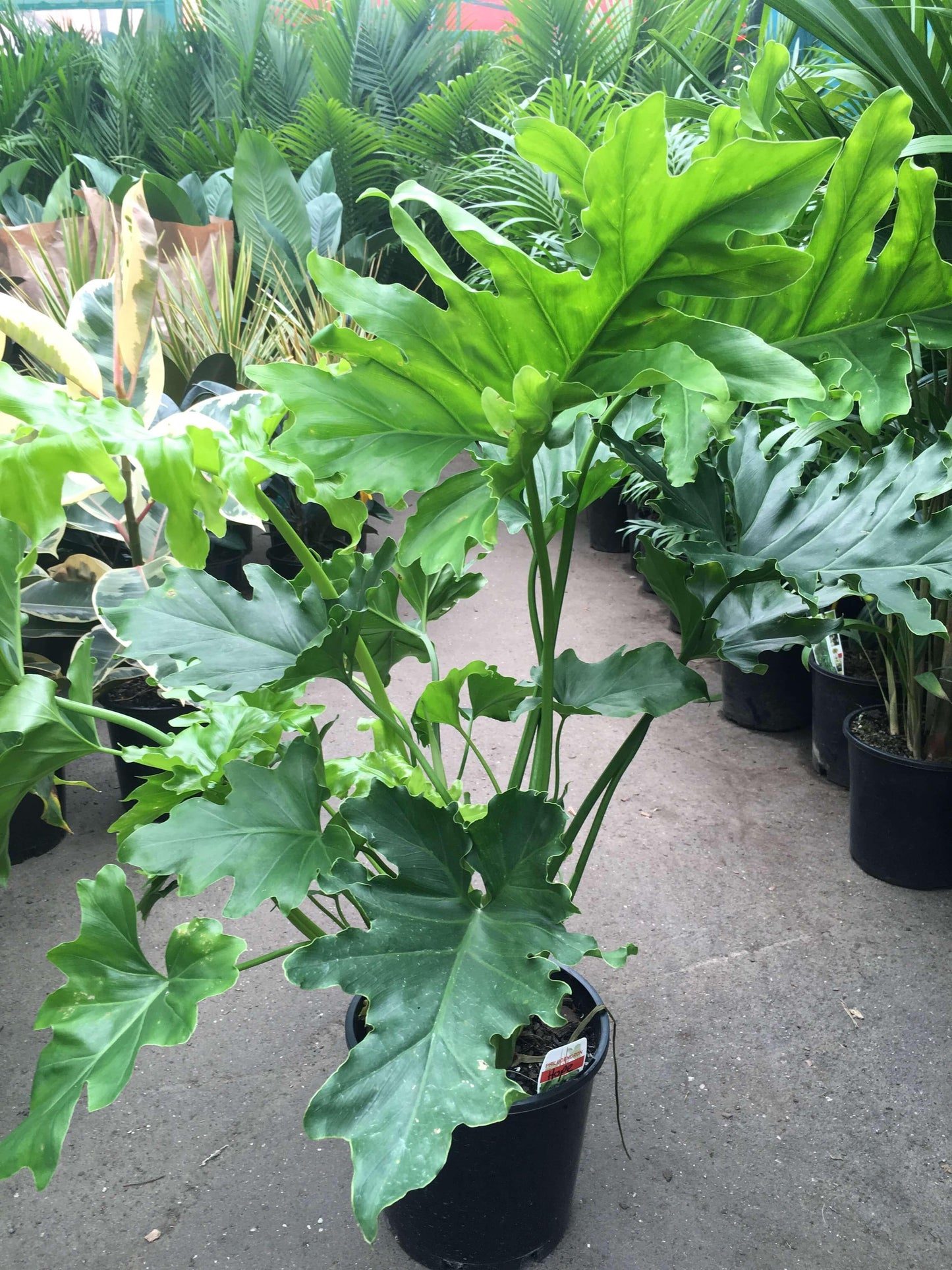 Philodendron Hope - View 9 from www redcrocus com
