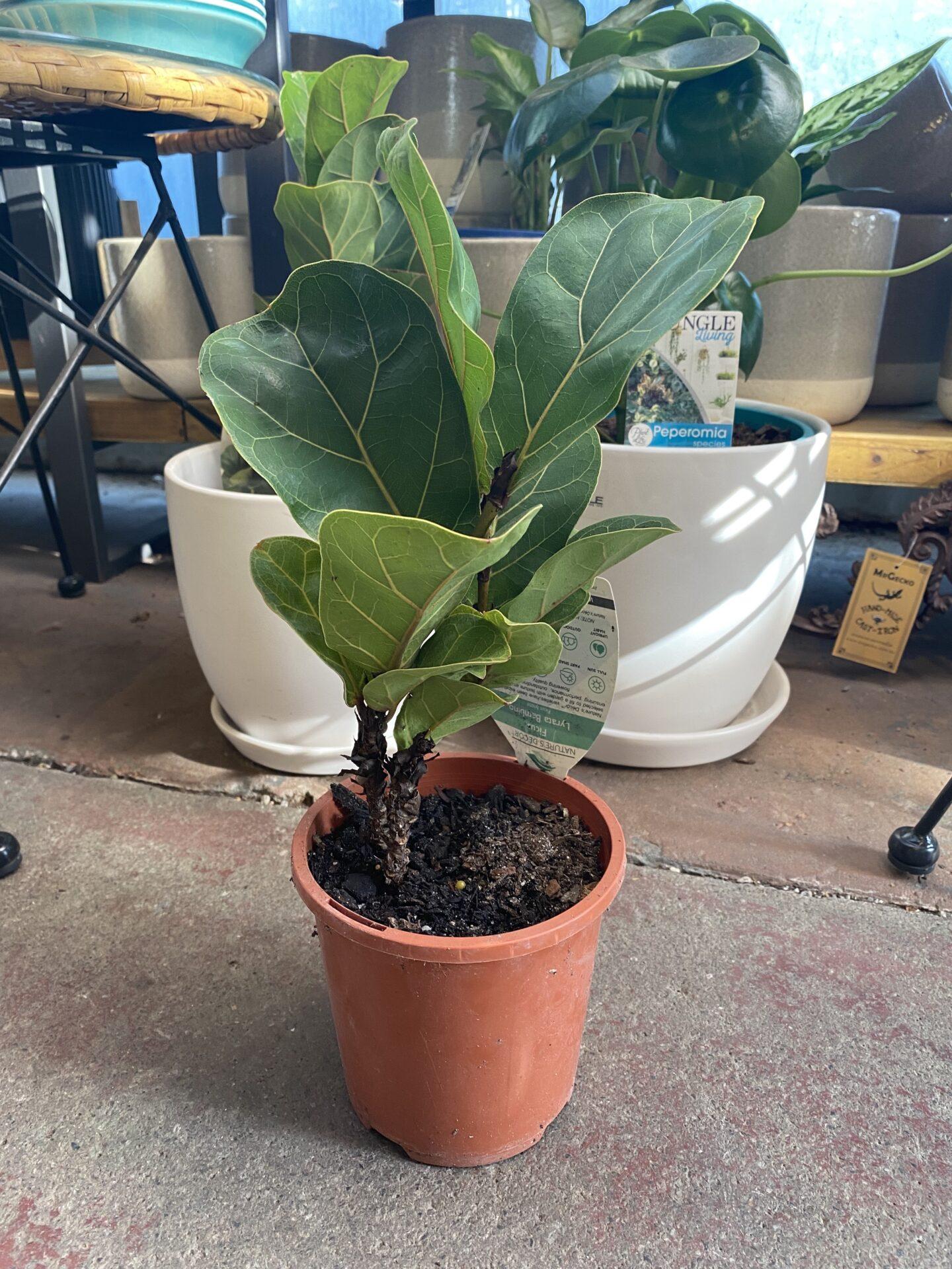 Ficus Lyrata Bambino - View 14 from www redcrocus com