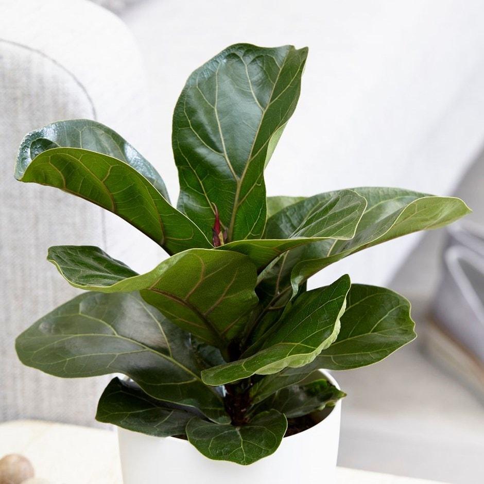 Ficus Lyrata Bambino - View 16 from www redcrocus com